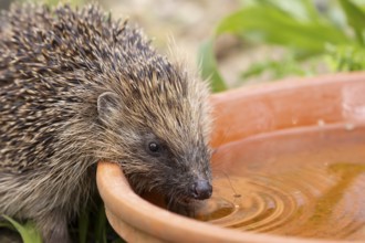 European hedgehog (Erinaceus europaeus) adult animal drinking water from a garden plant pot saucer