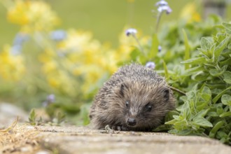 European hedgehog (Erinaceus europaeus) adult animal walking on a garden path in spring, England,