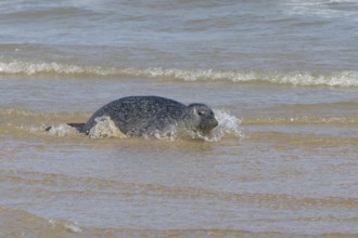Common or Harbour or Habor seal (Phoca vitulina) adult animal in the sea, England, United Kingdom