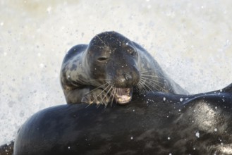 Atlantic grey seal (Halichoerus grypus) adult animal resting on the back of anther seal in the sea,