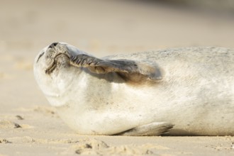 Common or Harbour or Habor seal (Phoca vitulina) adult animal relaxing on a beach, England, United