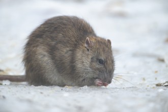 Brown rat (Rattus norvegicus) adult rodent animal eating food on ice on a frozen lake in winter,