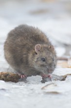 Brown rat (Rattus norvegicus) adult rodent animal eating food on ice on a frozen lake in winter,