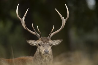 Red deer (Cervus elaphus) adult male stag animal head portrait in autumn, England, United Kingdom