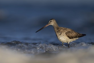 Bar-tailed Godwit (Limosa lapponica), Texel, Netherlands