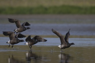 Avocet (Recurvirostra avosetta), Texel, Netherlands