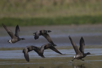 Brent goose (Branta bernicla), Texel, Netherlands