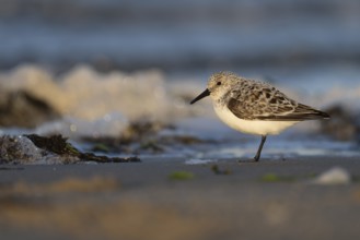 Avocet (Recurvirostra avosetta), Texel, Netherlands