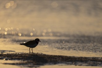 Ringed Plover (Charadrius hiaticula), Texel, Netherlands