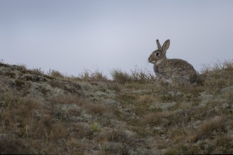 Rabbit, Texel, The Netherlands