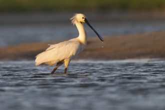 Spoonbill (Platalea leucorodia), Texel, Netherlands