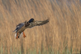 Mallard (Anas platyrhynchos), Texel, Netherlands