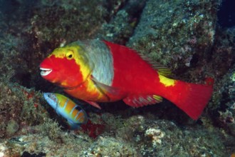 Female of Mediterranean parrotfish (Sparisoma cretense) with red colouring and yellow saddle spot,