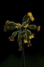 Cowslip (Primula veris) wildflower flower backlit in spring, England, United Kingdom