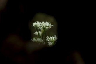 Ransoms or Wild garlic (Allium ursinum) white wildflower flowers in a woodland in spring, England,