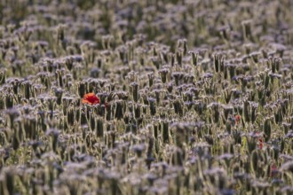 Phacelia (Phacelia tanacetifolia) field of flowers with a single Common field poppy (Papaver