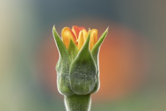 Mexican sunflower (Tithonia spp) 'Goldfinger' garden annual orange flower bub in summer, England,