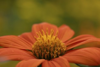 Mexican sunflower (Tithonia spp) 'Goldfinger' garden annual orange flower in summer, England,