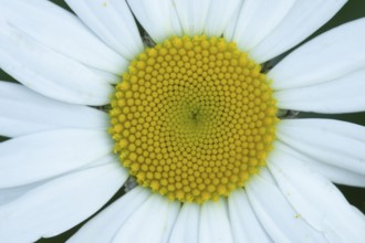 Oxeye daisy (Leucanthemum vulgare) flower in summer, England, United Kingdom