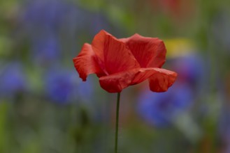 Common field poppy (Papaver rhoeas) single red wildflower flower in summer, England, United Kingdom