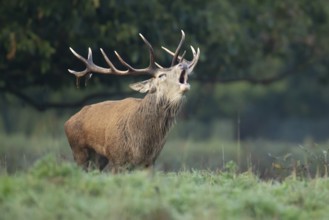 Red deer (Cervus elaphus) adult male stag mammal roaring in the annual rut in autumn, England,