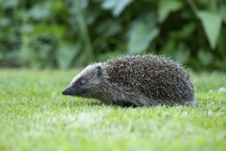 European hedgehog (Erinaceus europaeus) adult mammal walking on a garden grass lawn in summer,