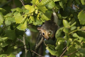 Grey squirrel (Sciurus carolinensis) adult mammal collecting hazelnut tree nuts in autumn, England,