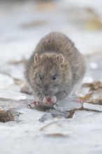 Brown rat (Rattus norvegicus) adult rodent mammal eating seed on frozen ground in winter, England,
