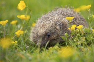 European hedgehog (Erinaceus europaeus) adult mammal in a countryside meadow with Buttercup