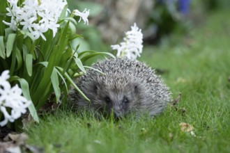 European hedgehog (Erinaceus europaeus) adult mammal on a garden grass lawn in spring, England,