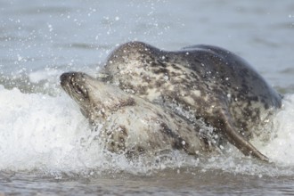 Grey seal (Halichoerus grypus) two adult marine mammals playing in the shallow waves of the sea,