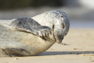 Common or Harbour or Habor seal (Phoca vitulina) adult marine mammal on a beach, England, United