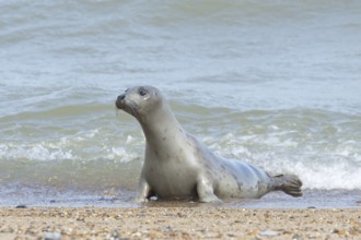Grey seal (Halichoerus grypus) adult marine mammal in the shallow waves of the sea, England, United