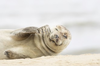 Common or Harbour or Habor seal (Phoca vitulina) adult marine mammal resting on a beach, England,