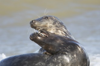 Grey seal (Halichoerus grypus) two adult marine mammals playing on a beach, England, United Kingdom