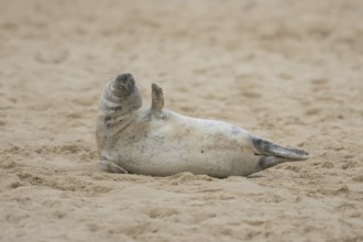 Grey seal (Halichoerus grypus) adult marine mammal resting on a beach in winter, England, United