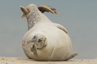 Grey seal (Halichoerus grypus) adult marine mammal sleeping on a seaside beach, England, United