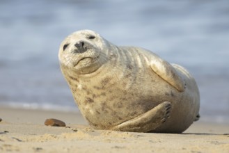 Grey seal (Halichoerus grypus) adult marine mammal on a beach, England, United Kingdom