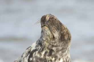 Grey seal (Halichoerus grypus) adult marine mammal shaking its head, England, United Kingdom