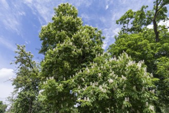Flowering horse chestnut (Aesculus hippocastanum), Tobsdorf, Transylvania, Romania