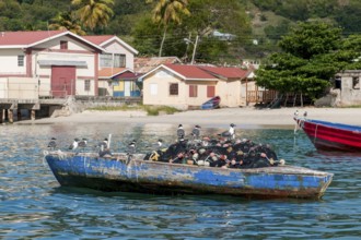 Group of many Aztec Gulls (Leucophaeus atricilla) Synonym sitting on old fishing net in small