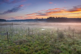 Sunrise in the moor with morning fog, Müritz National Park, Serrahn area, Mecklenburg-Western