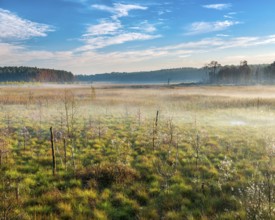 Morning atmosphere in the moor with ground fog, Müritz National Park, Serrahn sub-area,