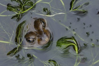 Common frog (Rana temporaria) adult amphibian on the water surface of a garden pond, England,
