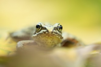Common frog (Rana temporaria) juvenile baby froglet amphibian on fallen autumn leaves in a garden,