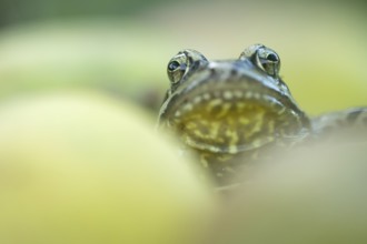 Common frog (Rana temporaria) adult amphibian amongst fallen apples fruit in a garden in autumn,