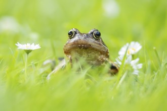 Common frog (Rana temporaria) adult amphibian on a garden grass lawn with daisy flowers in summer,