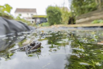 Common frog (Rana temporaria) adult amphibian on the water surface of a garden pond with a house in