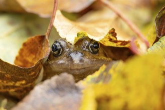 Common frog (Rana temporaria) adult amphibian amongst fallen autumn leaves in a garden, England,