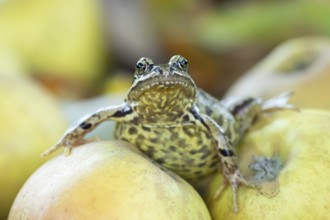Common frog (Rana temporaria) adult amphibian on fallen apples fruit in a garden in autumn,